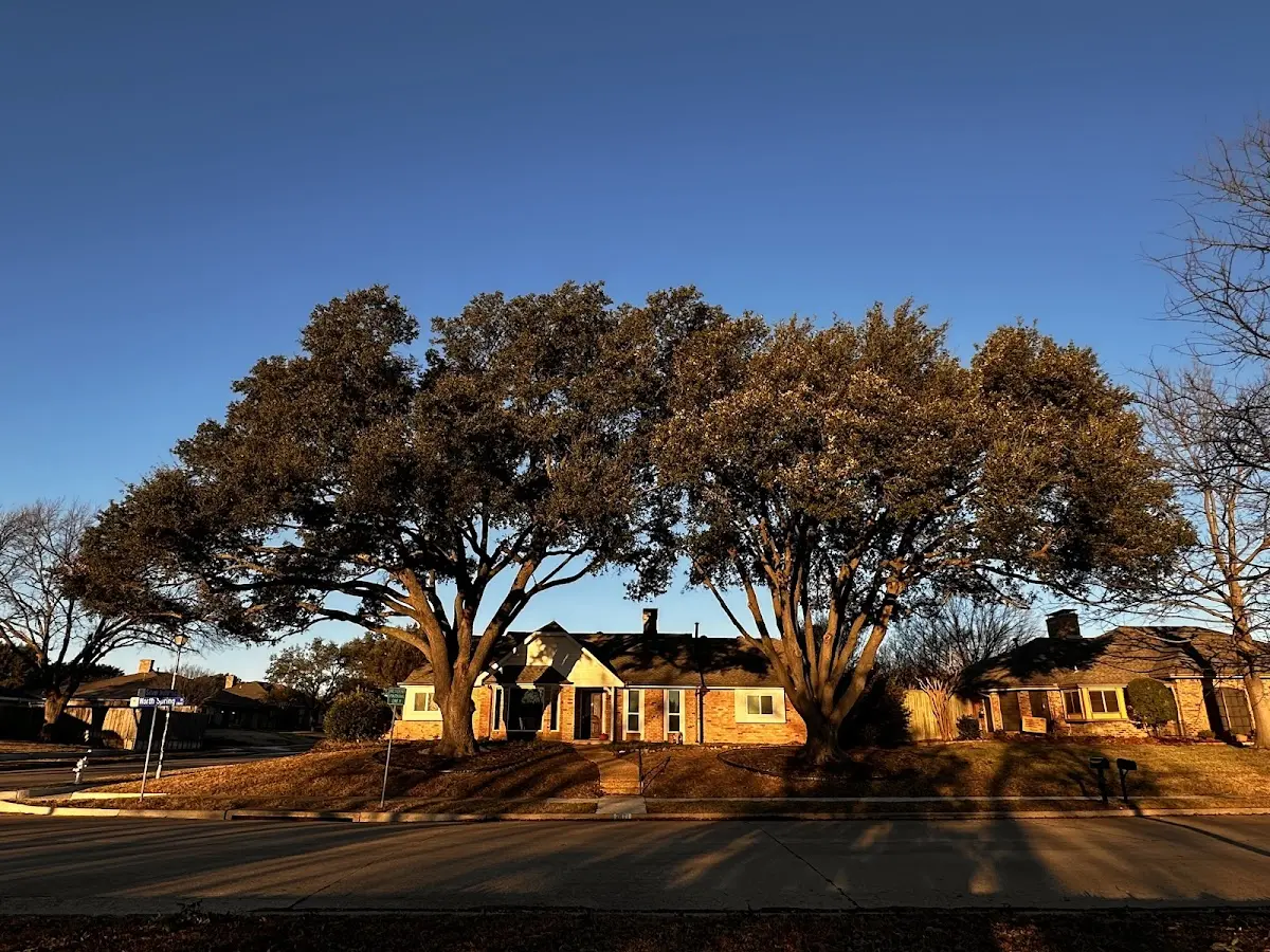 Established residential canopy tree shading a home in Blairsden Graeagle